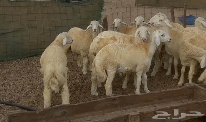 طليان حريات 2