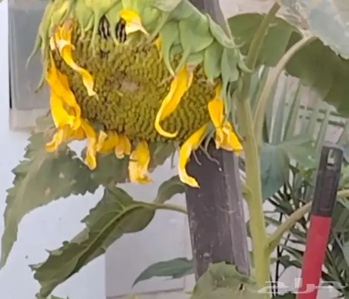 شتول منتجة من بذور عضوية 100 3