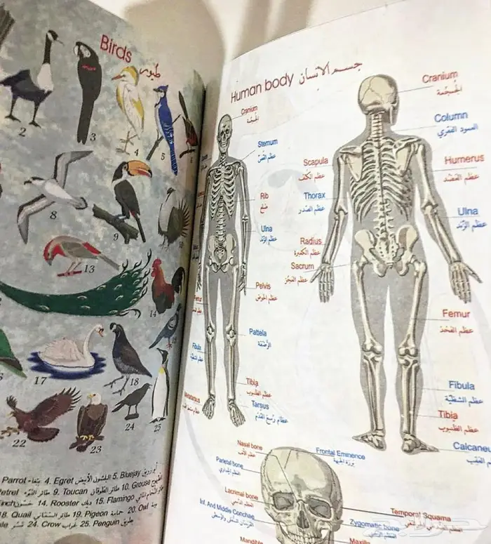 معجم الطلاب المزدوج جديد Student Dictionary Bilingual 3