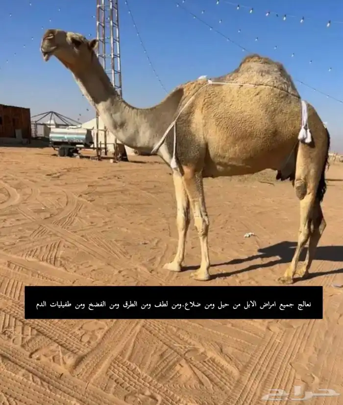 معالج ابل 0