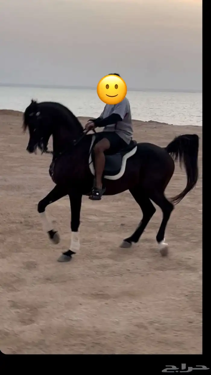 ايجار خيول 4