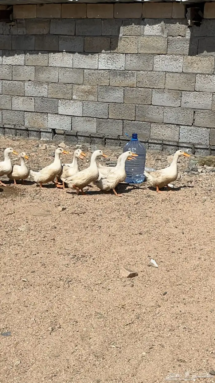 زغاليل فرنسي (قيا) 8