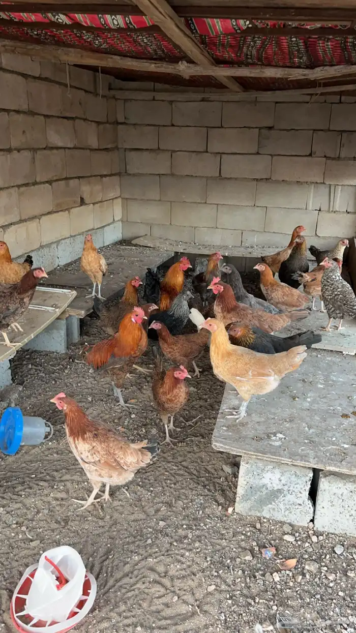 زغاليل فرنسي (قيا) 5