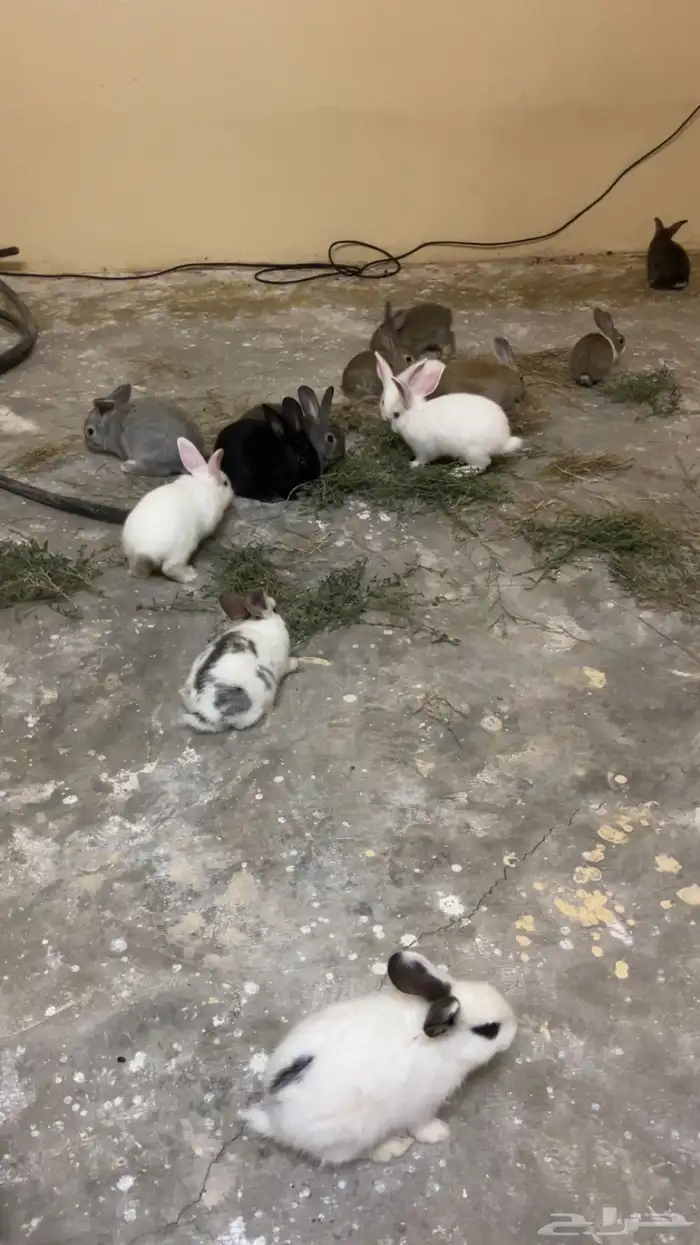 زغاليل فرنسي (قيا) 10