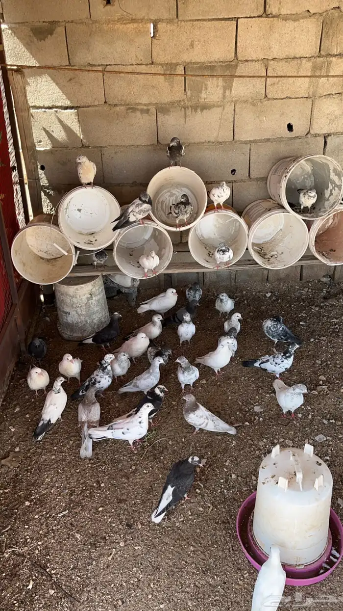 زغاليل فرنسي (قيا) 0