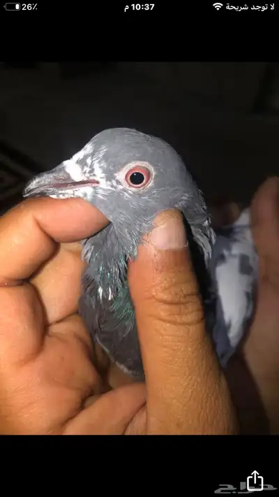 للبيع انثى كمنغر 1