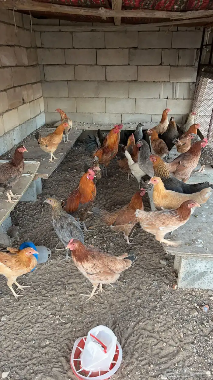 زغاليل فرنسي (قيا) 4