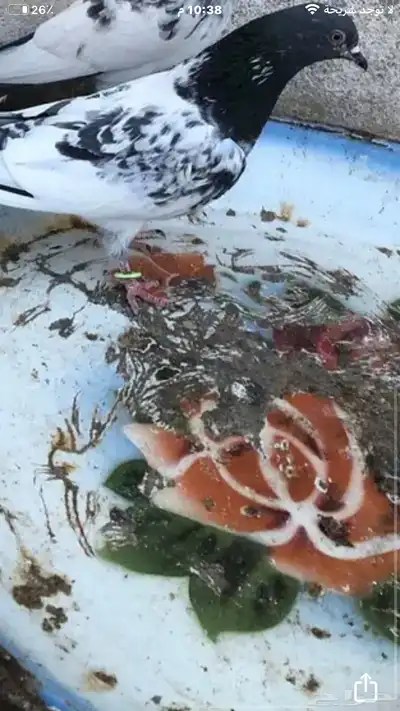 للبيع انثى كمنغر 0