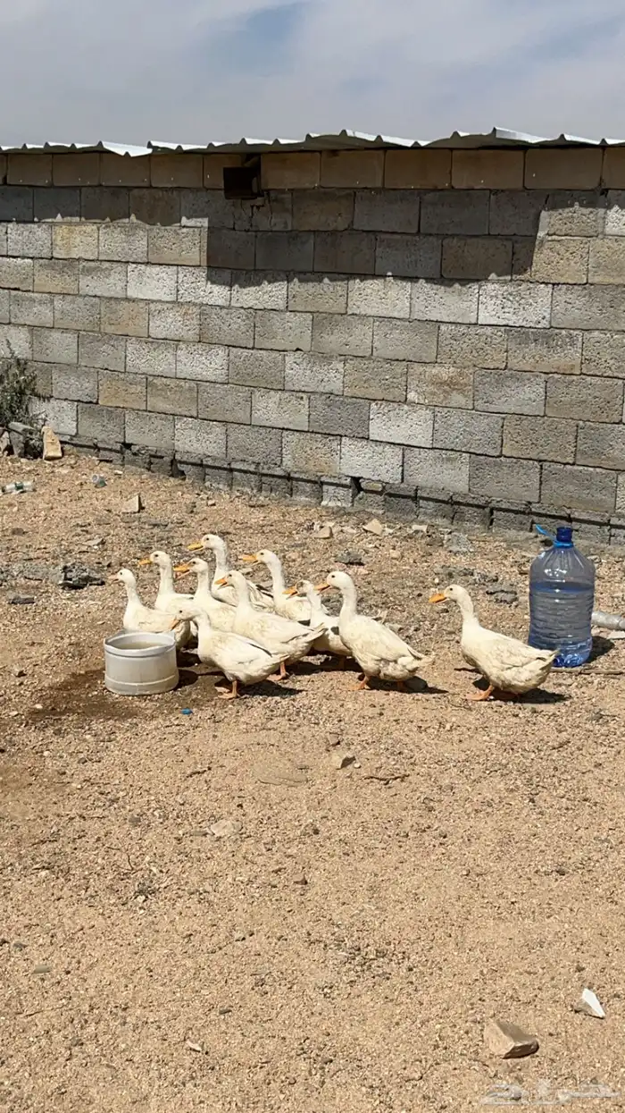 دجاج لاحم (قيا) 2