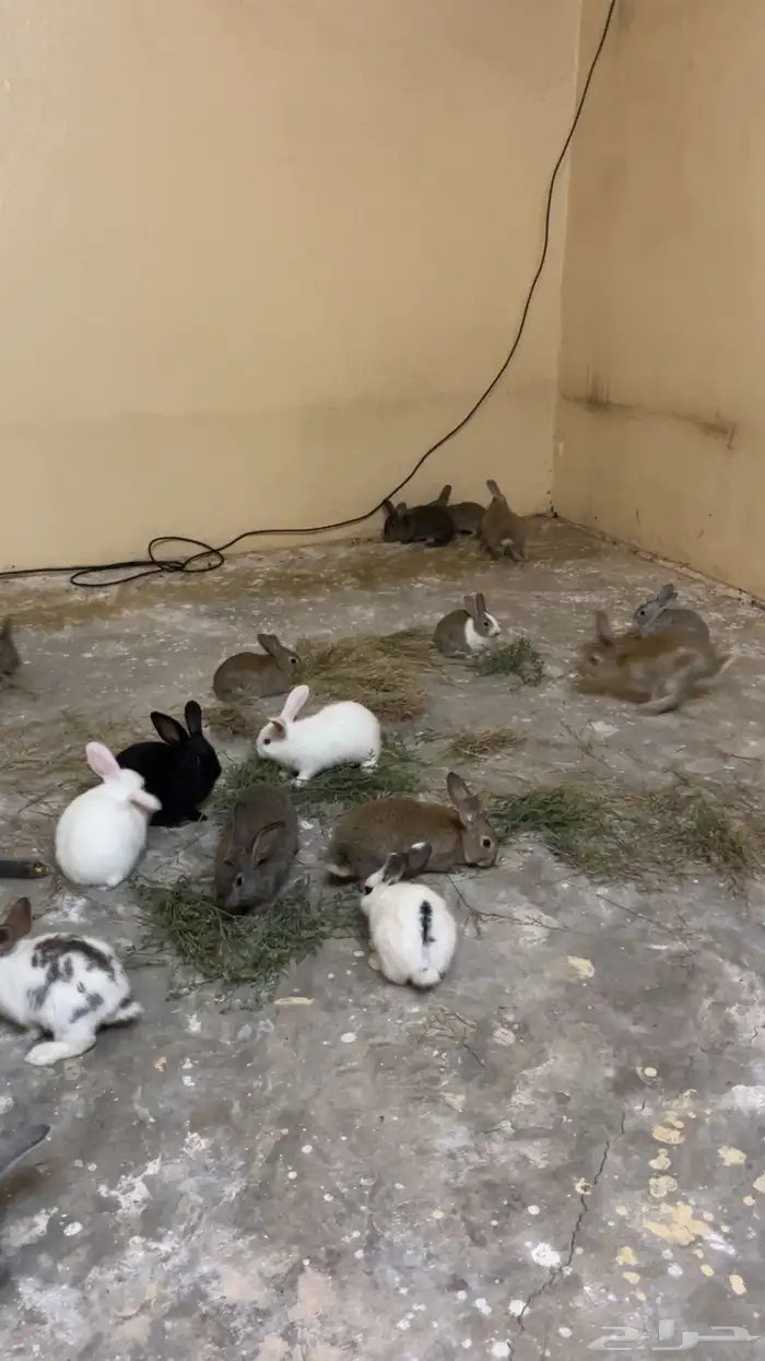 زغاليل فرنسي (قيا) 9