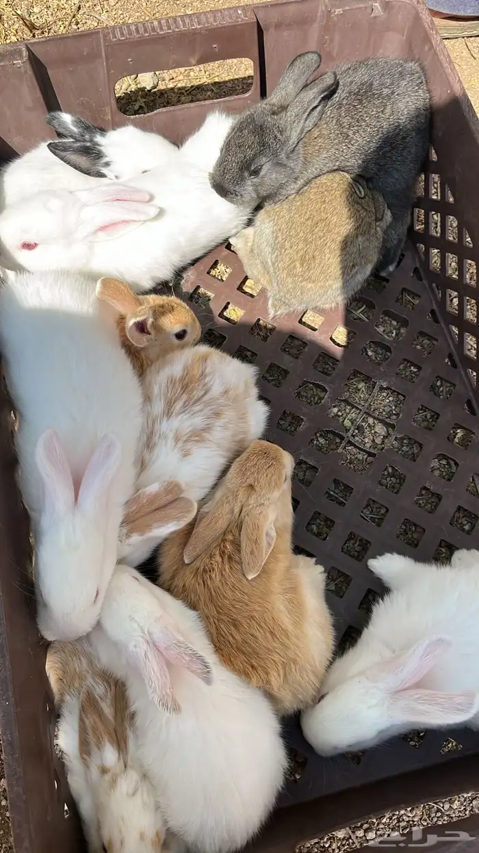 زغاليل فرنسي (قيا) 11