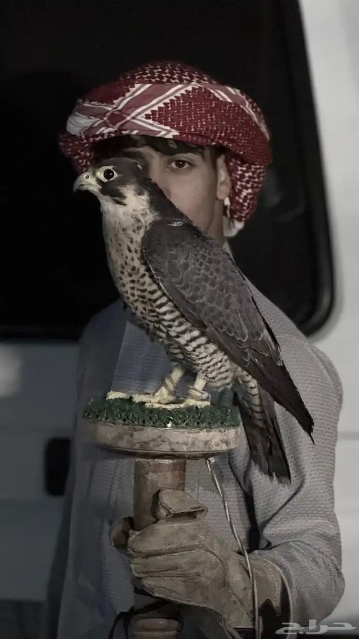 للبيع طير علومه واتس تعال 0
