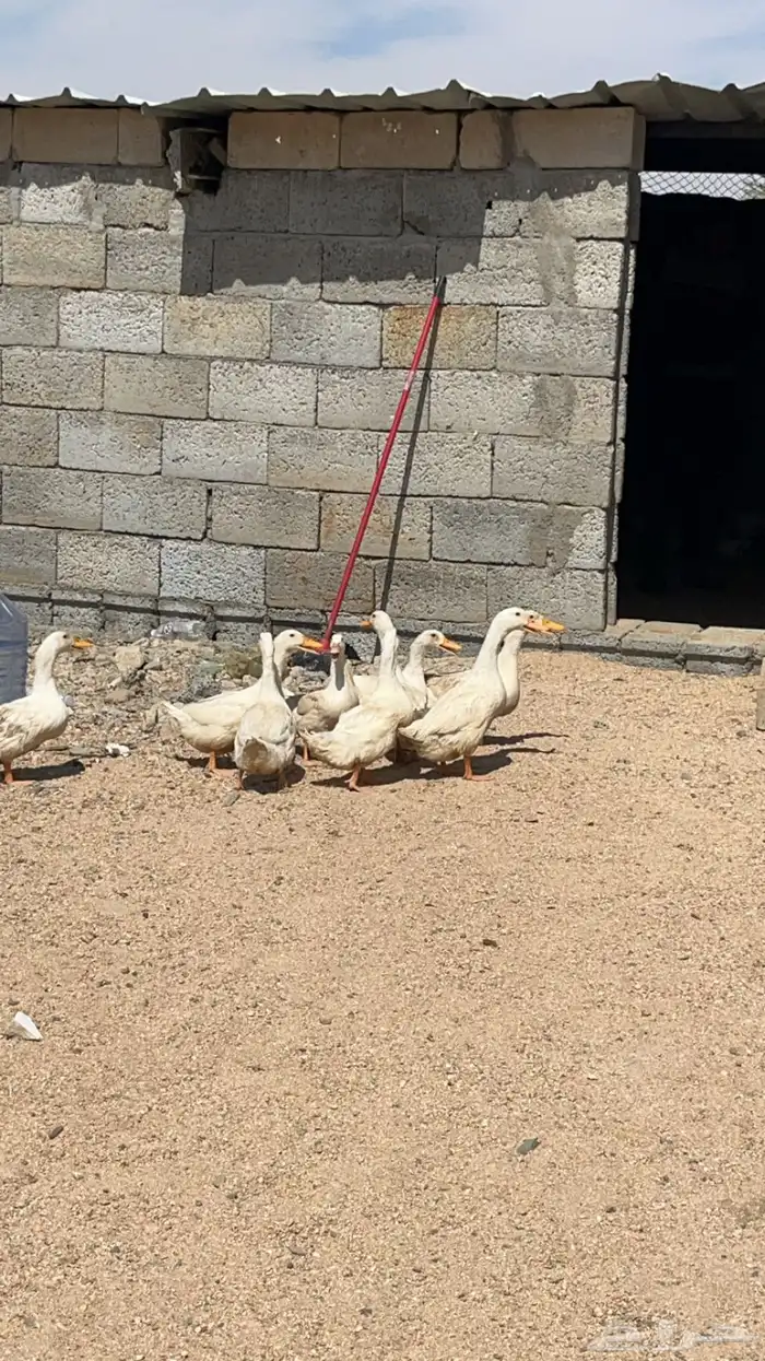 دجاج لاحم (قيا) 3