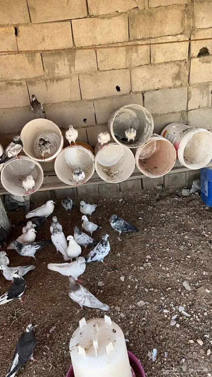 زغاليل فرنسي (قيا) 2