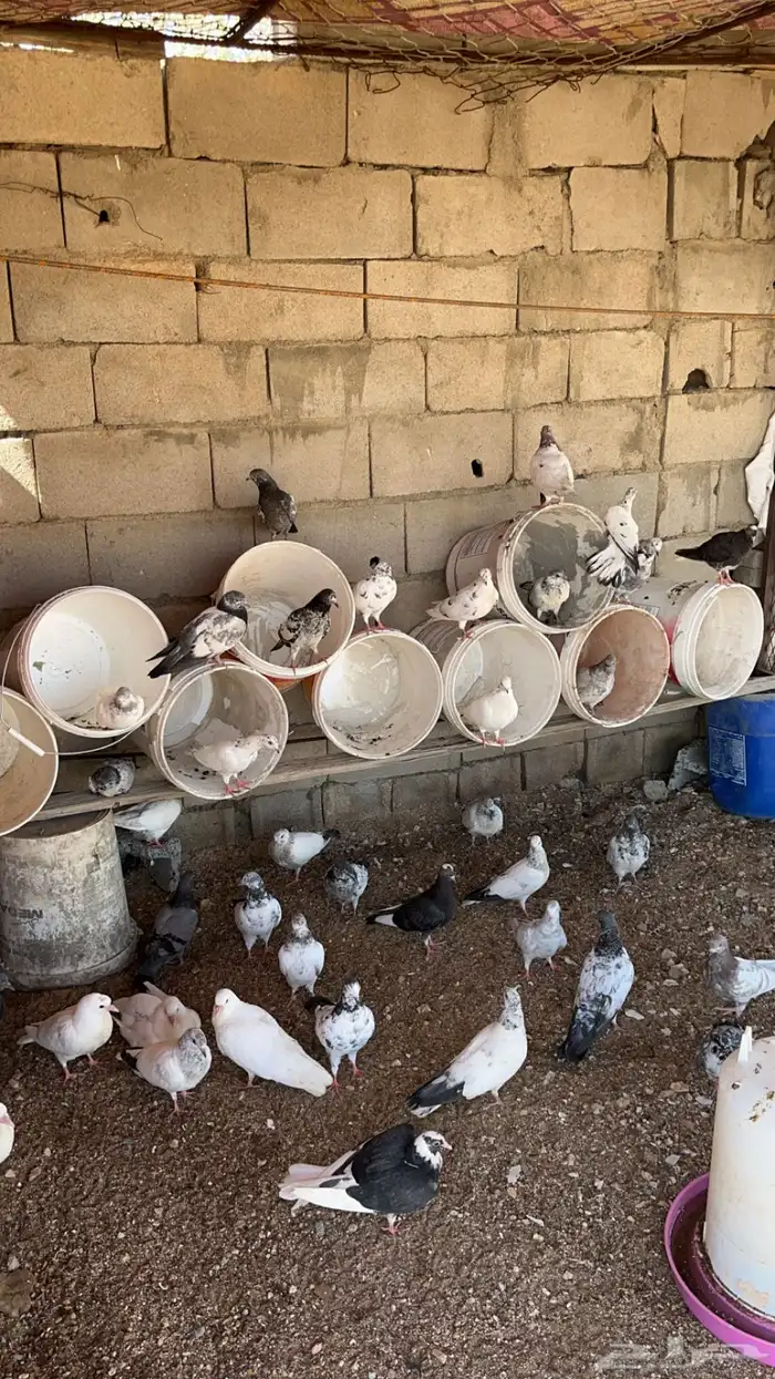 زغاليل فرنسي (قيا) 3