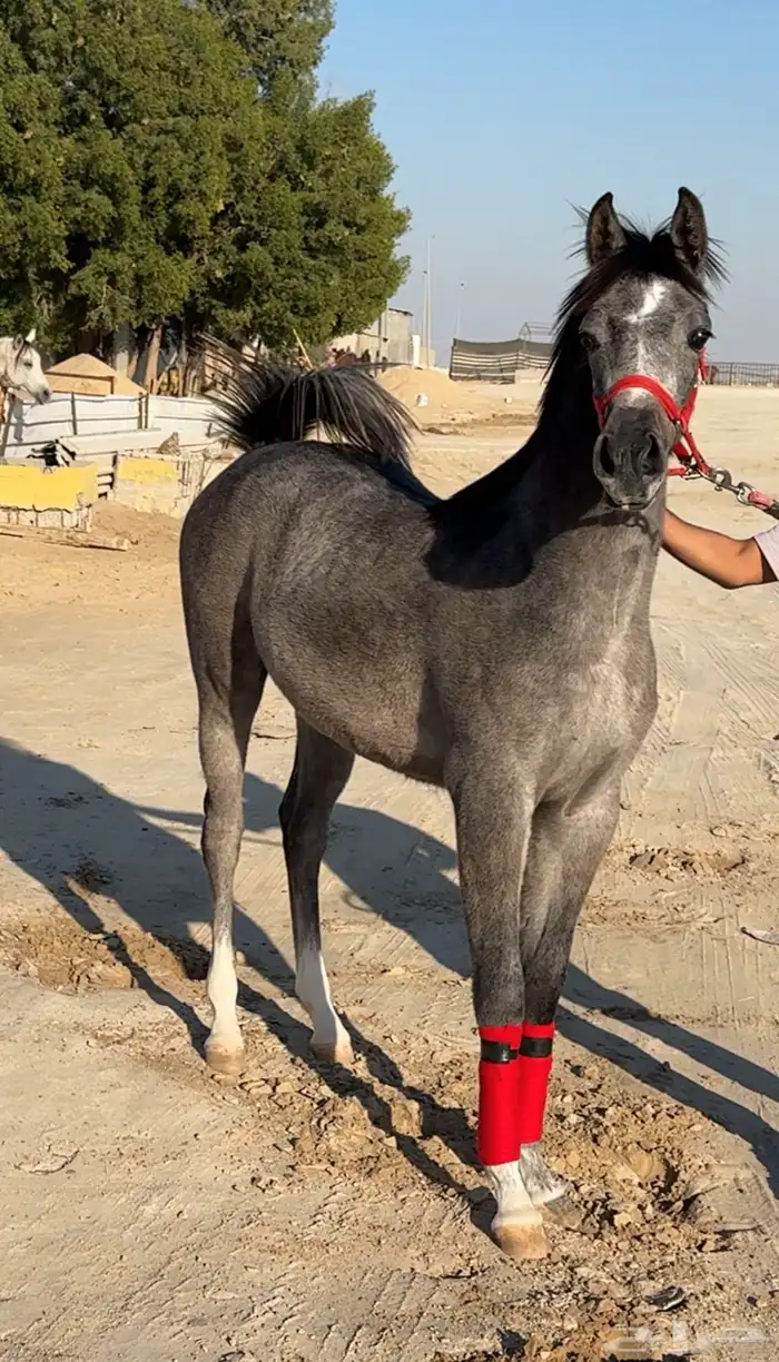 للبيع مهره شعبيه فاخره تم البيع 0