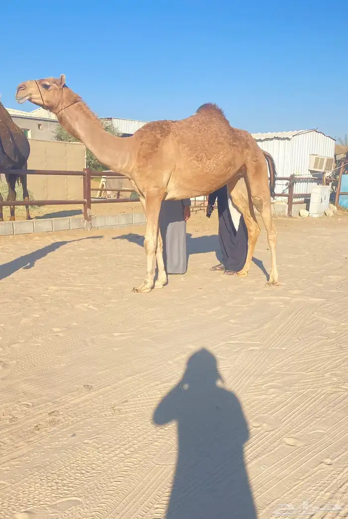 بكره محليه 1