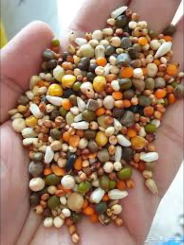 اكل حمام الشارع اكل علف طيور الزينه علف بادجي روز كوكتيل 2