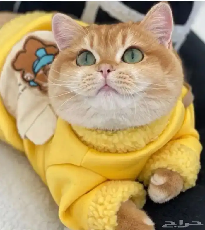 عرض الاجازه للتزاوج بسعر200 قط برتش يوجد كتن للبيع 0