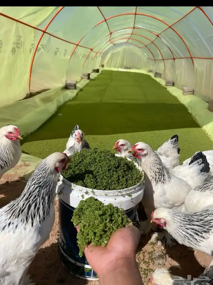 علف ازولا مجاني طول العمر للغنم والدجاج والمواشي 0