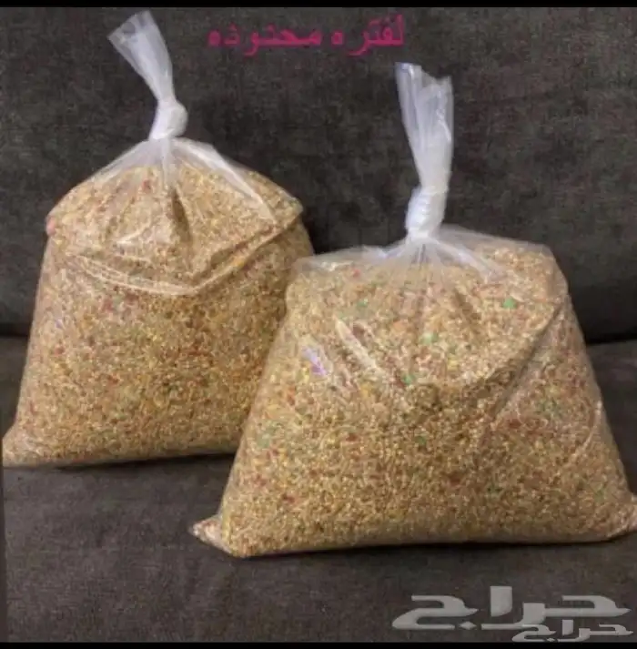 اكل حمام الشارع اكل علف طيور الزينه علف بادجي روز كوكتيل 1