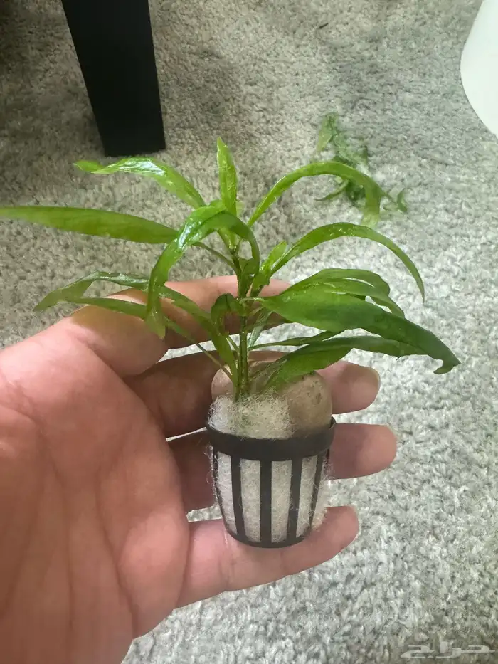 نباتات مائية لأحواض سمك الزينه نبات زرع حوض 6