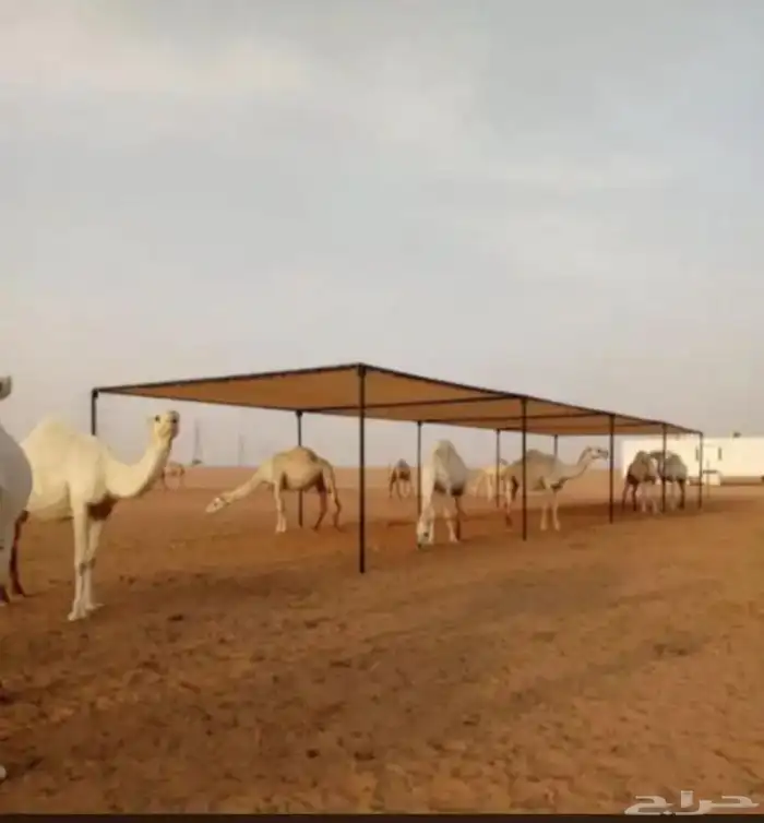 مضلات أبل جميع المقاسات 1