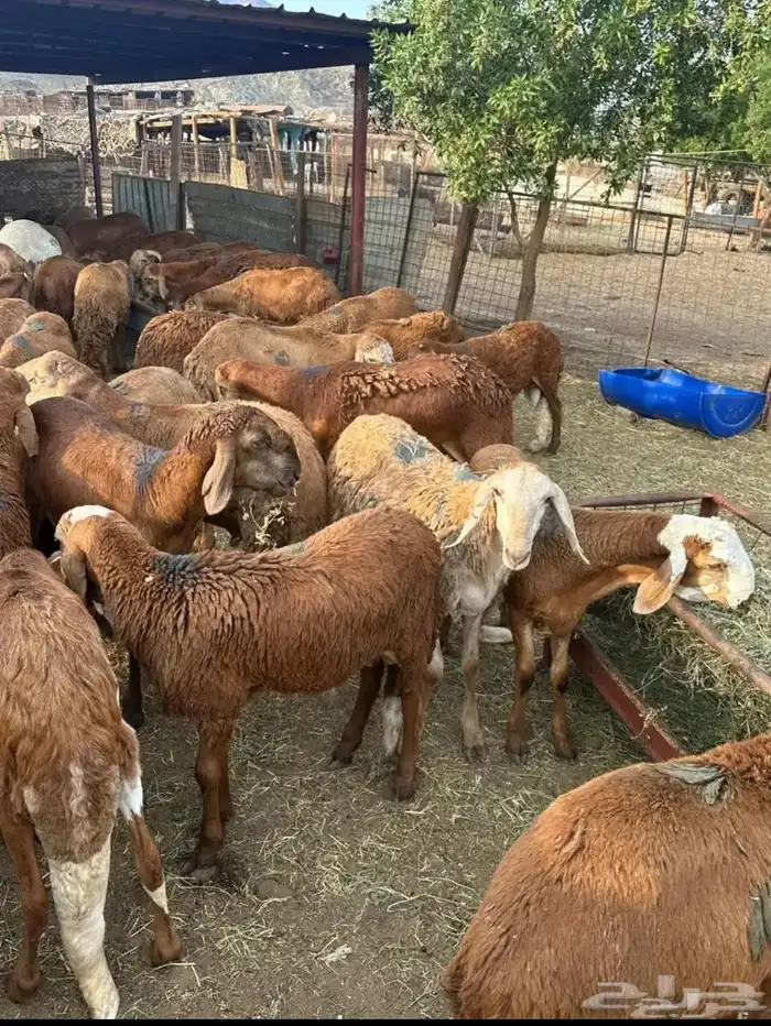 يوجد ذبايح لاحد بيتك 5