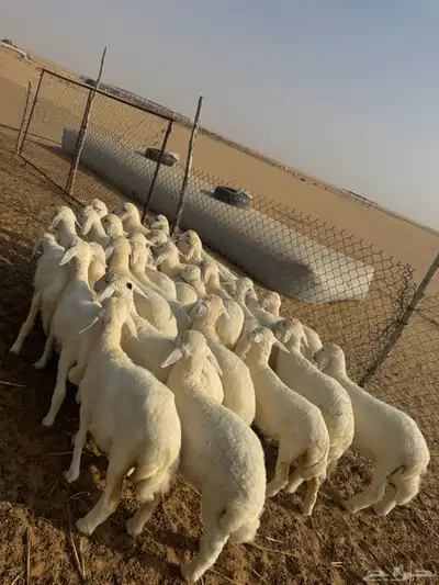 بهم تربية ( تم البيع ) 0