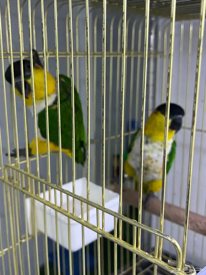 القطيف 20