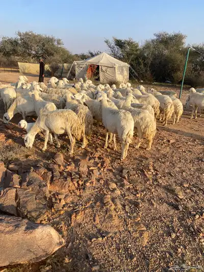 غنم حريات طيبه 2