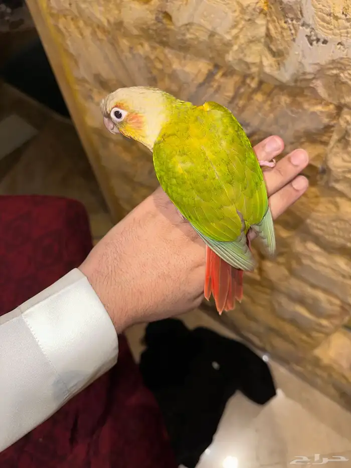 كنيور اناناس هدد تم البيع 2