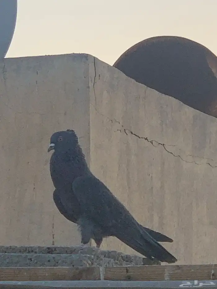 حمام قطايف 1