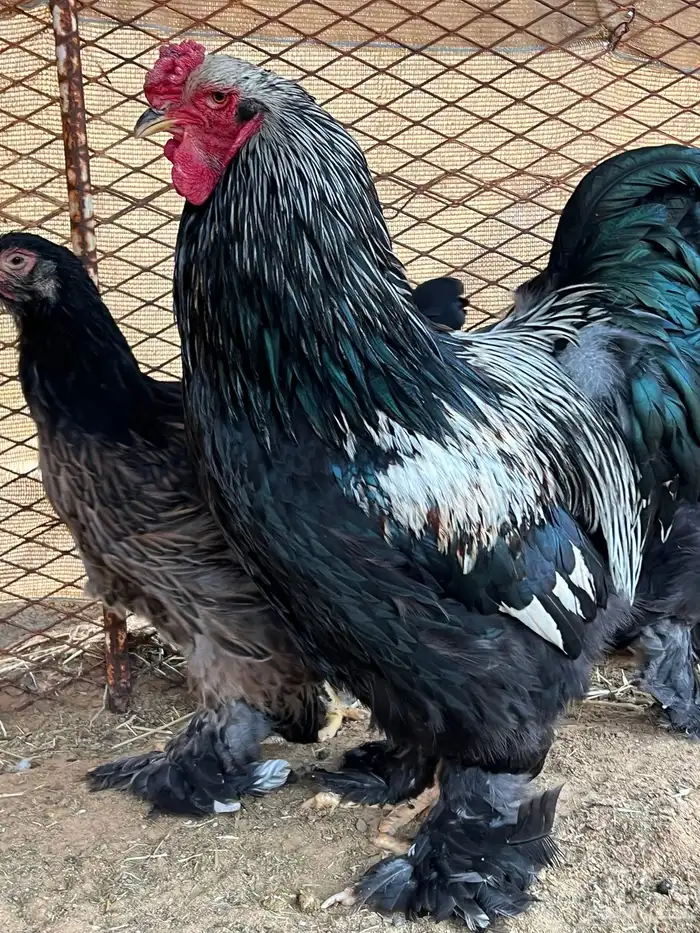 للبيع طقم براهما مستوى قوي 1