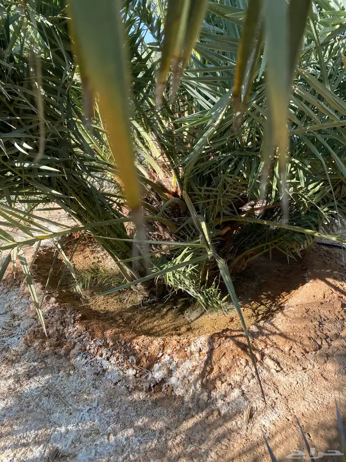 نخل خلاص 6