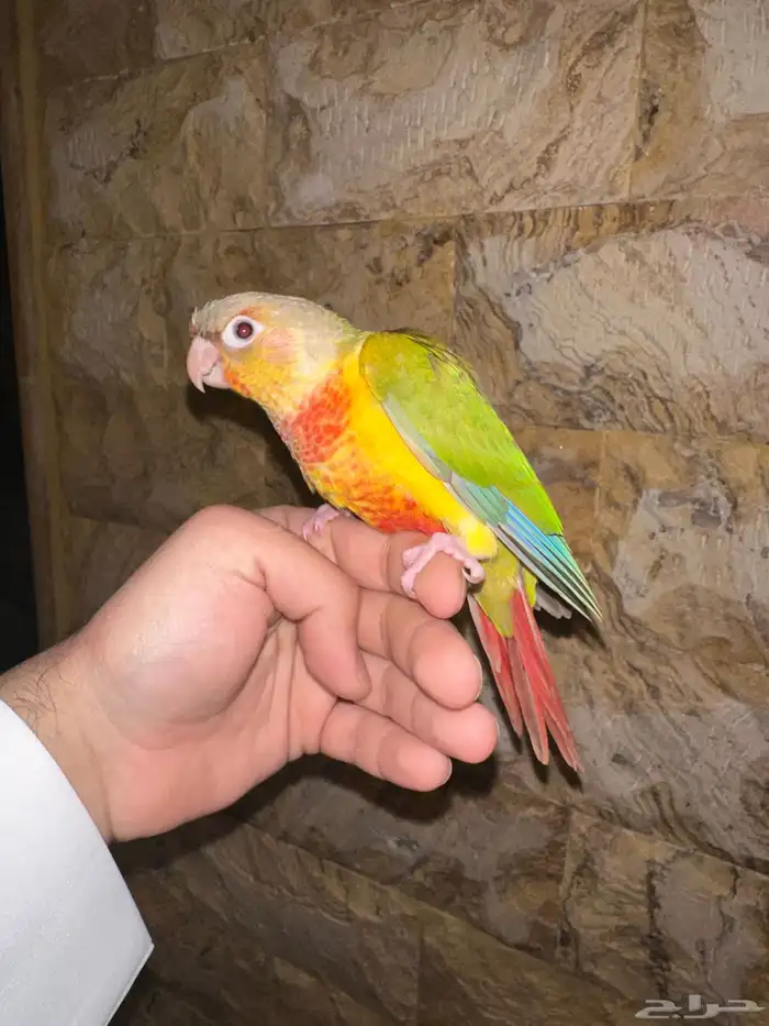 كنيور اناناس هدد تم البيع 3