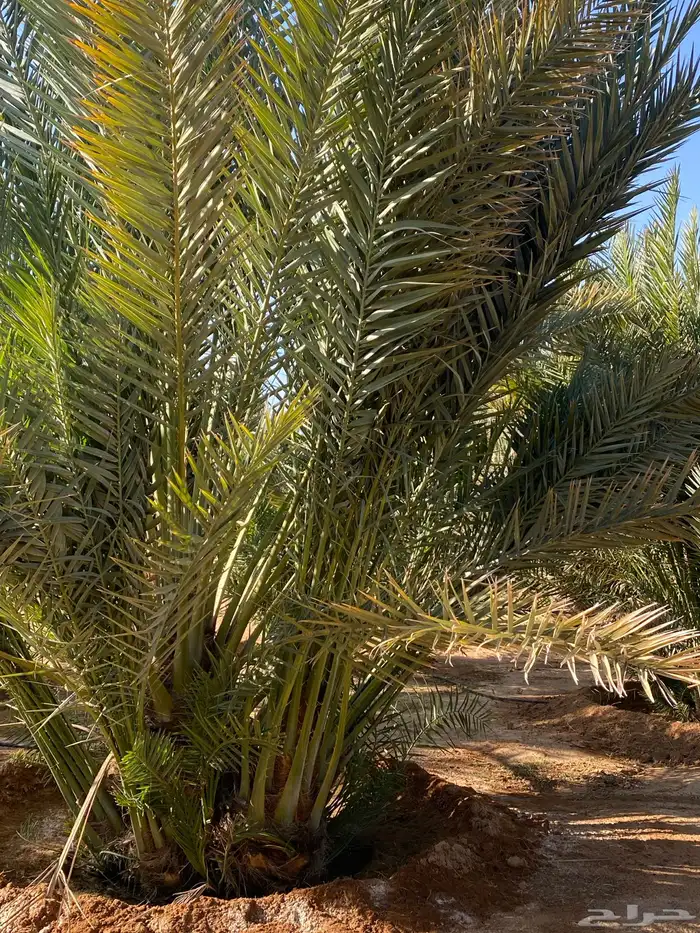 نخل خلاص 13