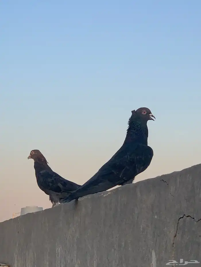 حمام قطايف 0