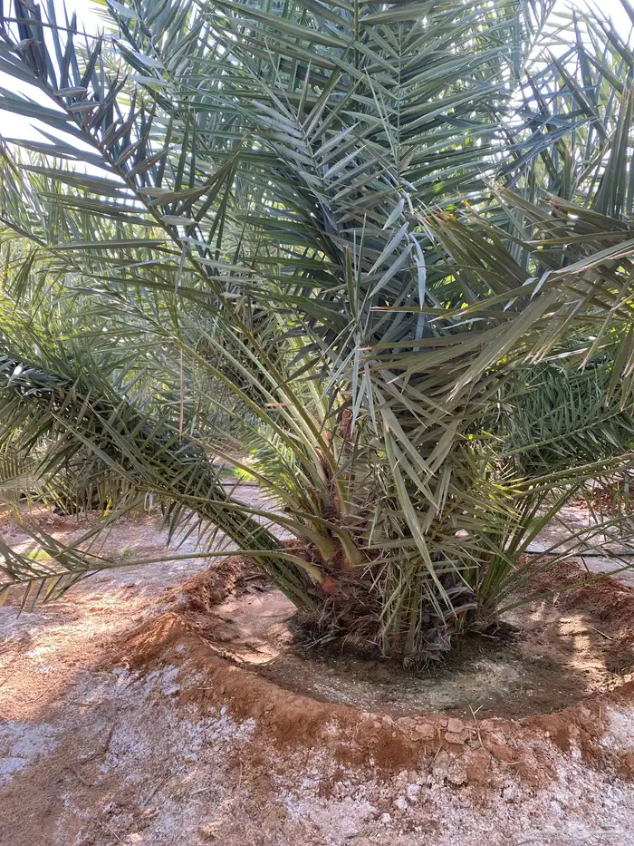 نخل خلاص 3