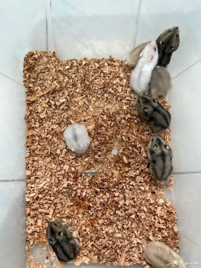 للبيع هامستر ونتر وايت (الدبدوب) 4