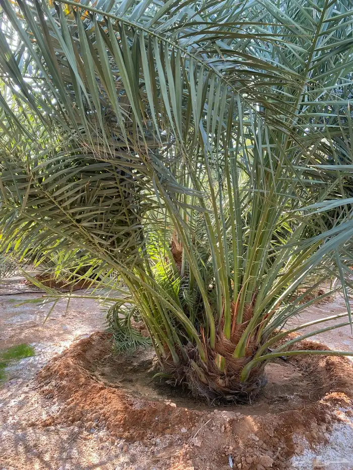 نخل خلاص 4