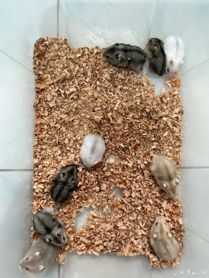 للبيع هامستر ونتر وايت (الدبدوب) 2