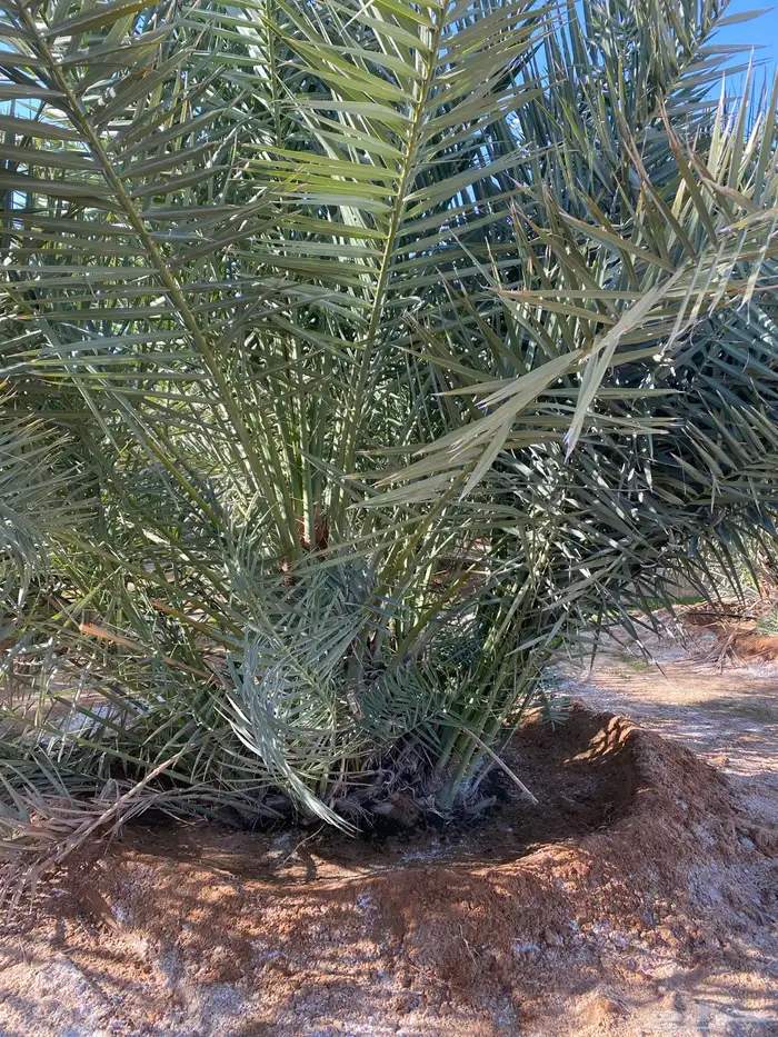 نخل خلاص 1