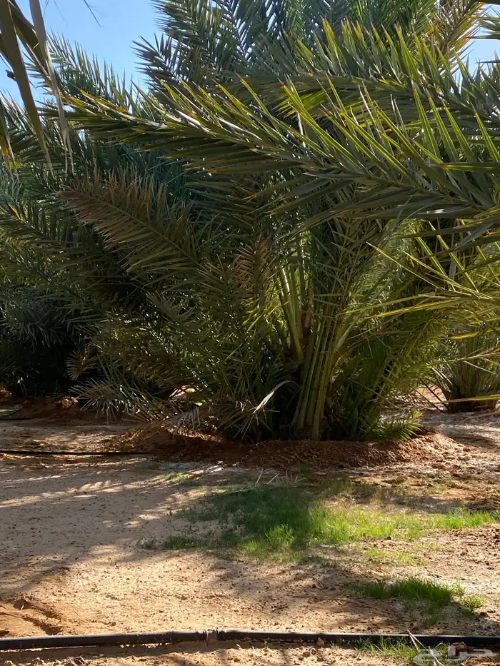 نخل خلاص 8