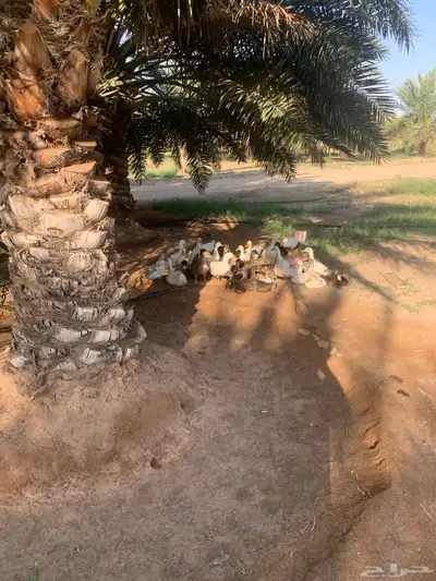 بط للبيع 1