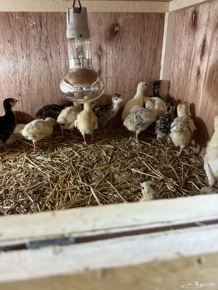 صوص رومي تم البيع 0