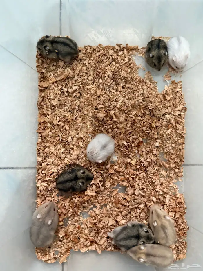 للبيع هامستر ونتر وايت (الدبدوب) 3