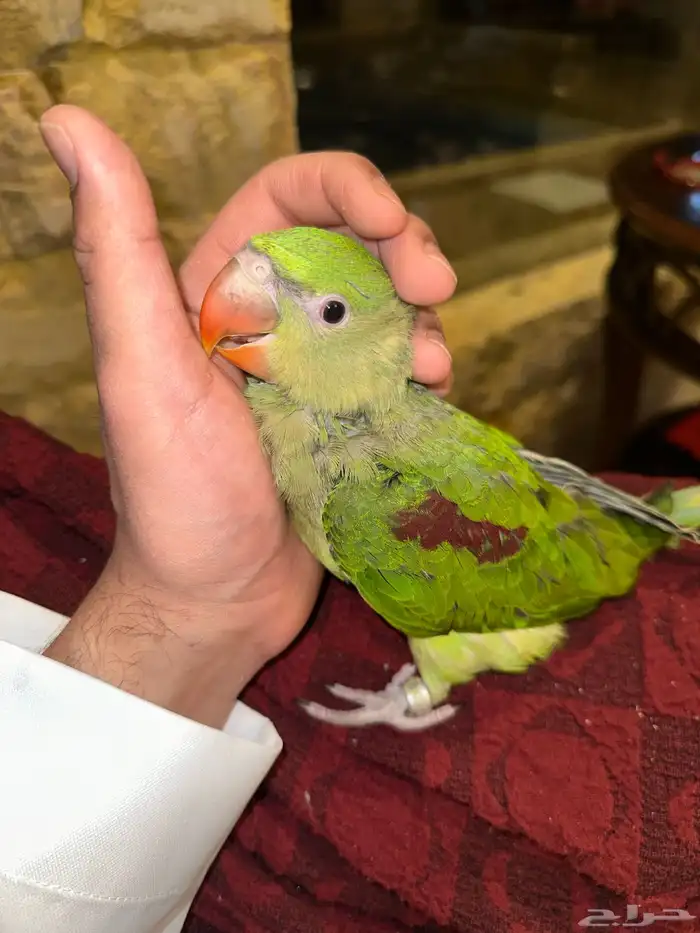 دره نيبالي تم البيع 1