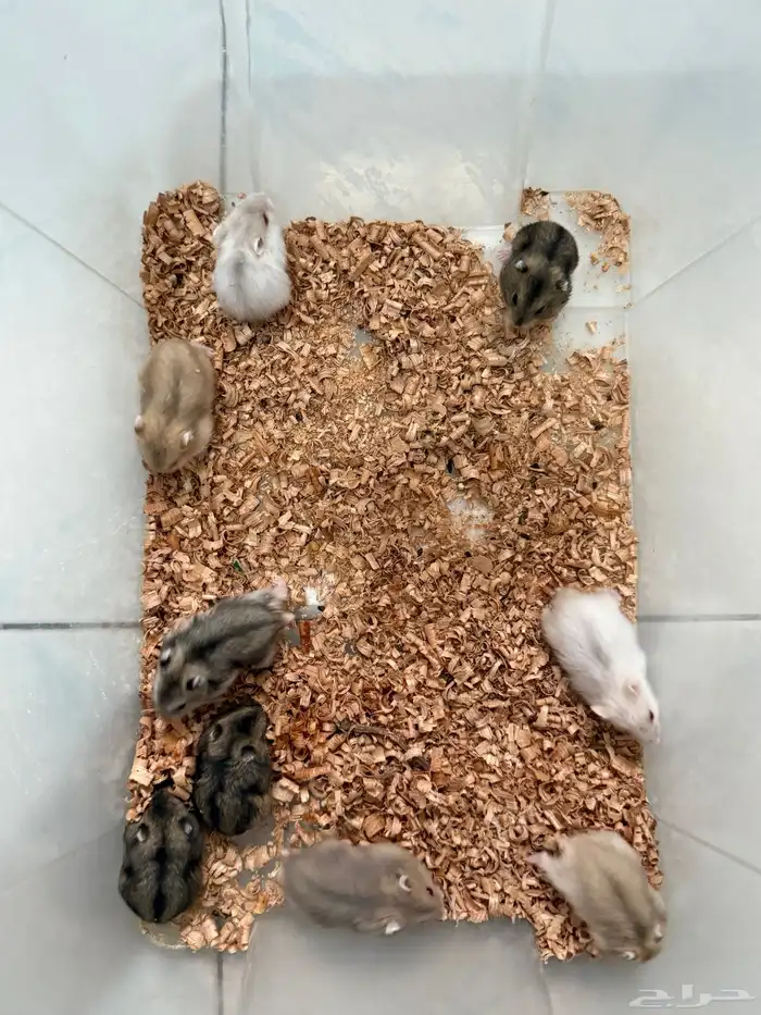 للبيع هامستر ونتر وايت (الدبدوب) 1