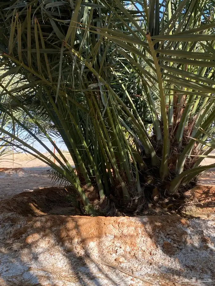 نخل خلاص 12